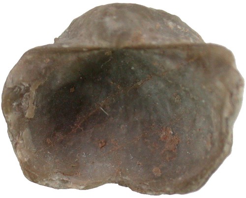 Karbon mystriculina armata - ,