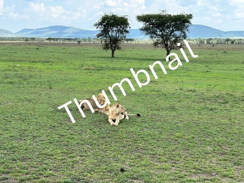 Kunst afrika fotografie löwe - kunst,