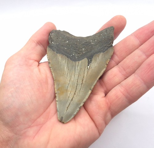 Kantenlänge megalodon - 10,0, cm