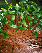 Rhizophora mangle (Rote Mangrove) Samen & Pflanzen | Keimling Aquarium Terrarium