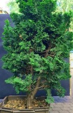 Bonsai chamaecyparis obtusa - bonsai,