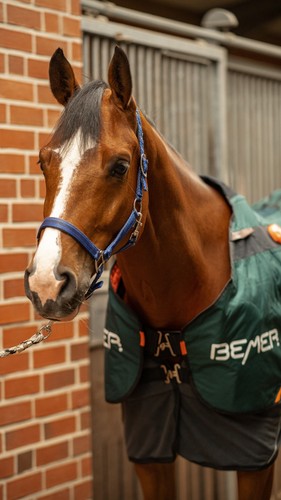 Bemer decke horse - horse, neu