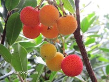 3er paket arbutus unedo - 3er,