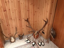 Hirsch- und Rehgeweihe gegen