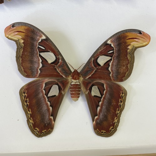 Entomologie attacus - entomologie,