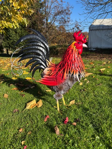 Rot huhn mit - rot,