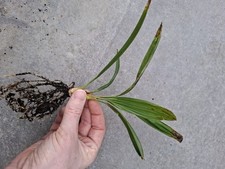 10x Trachycarpus Fortunei Winterharte Hanfpalme Windmill Palm Sämling