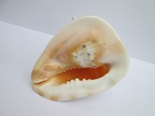 Dekorative große Muschel Helmschnecke Muschelhorn Meeresrauschen 22 cm