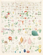 Cactus Kaktus Fuchsia Blumen