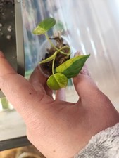 Philodendron Micans Aurea