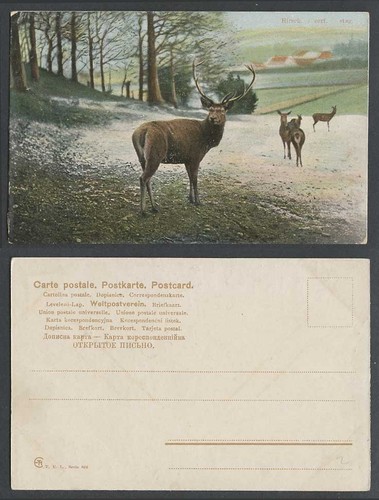 Hirsch cerf - cerf., mit