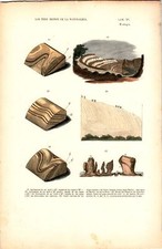 Antike Handkolorierte Lithographie Grafik 19 Jh. Meeresbiologie, Natur