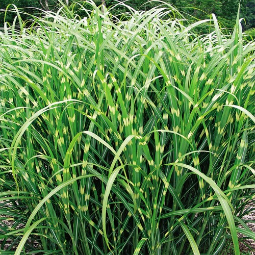Ziergras hoch gartenpflanze - hoch,