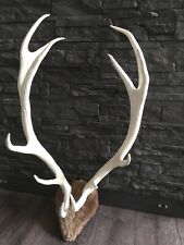 Kapitales Hirschgeweih, 12 ender, echtes Geweih weiß lackiert 