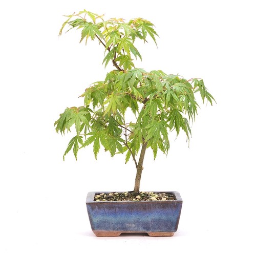 Bonsai fächer ahorn - bonsai, fächer-ahorn