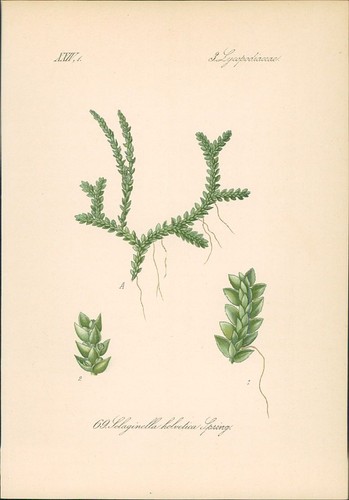 Chromolithographie schweizer - chromolithographie:,