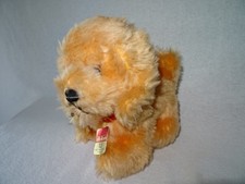 alter Hund Spaniel Dolan
