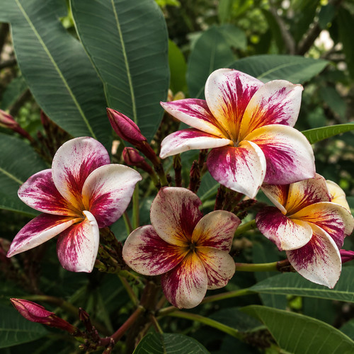 80001635 plumeria frangipani - plumeria,