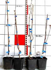 Malus x hybr. "Cheal`s