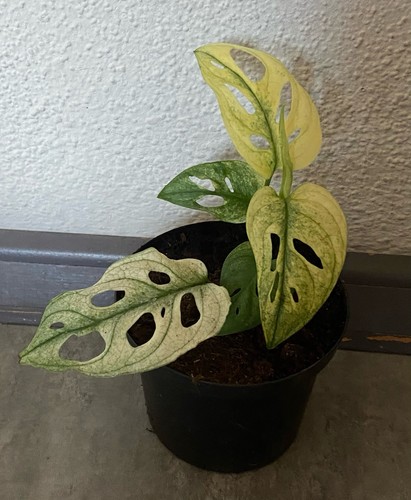 Monstera variegata adansonii - variegata,