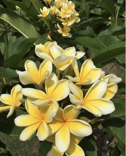 Frangipani setzling - (plumeria),