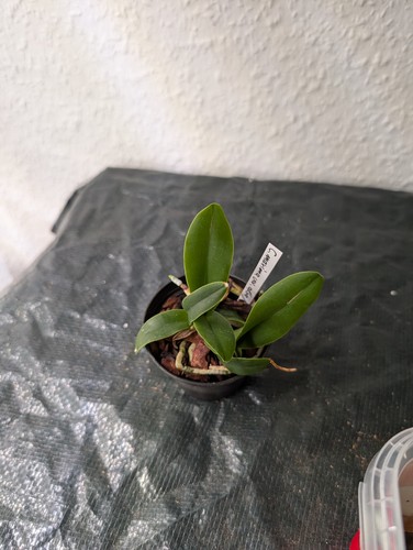 Cattleya maxima var - ., alba