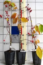 Malus x hybr. "RED JADE",    hübscher  Hänge-Zierapfel ,  - veredelte Pflanze -