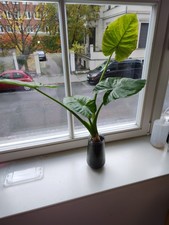 Alocasia Macrorrhiza (?)  - Jungpflanze
