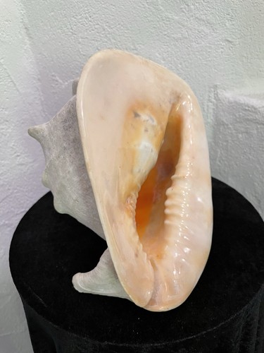 Große muschel meeres schnecke - große,