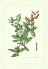 Kunstdruck - Offsetdruck