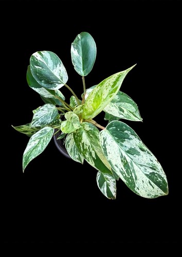 Variegated philodendron - variegated,
