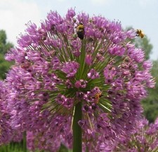 10 Zwiebeln Rosen- Lauch