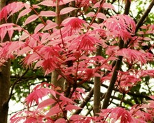 Toona sinensis Samen