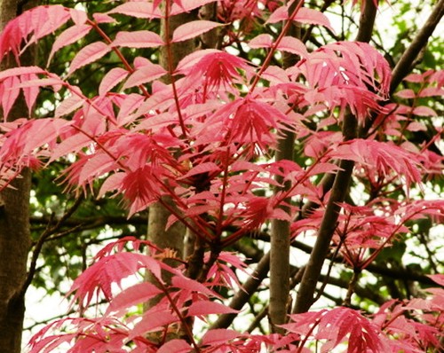 Toona sinensis samen - toona,
