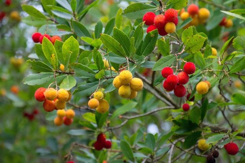Erdbeerbaum - 2, x