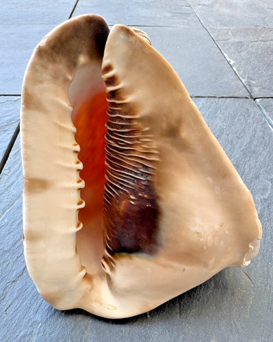 Große helmschnecke cassis - große, /