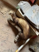 Ausgestopfte Tiere (Marder &