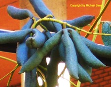 SAMEN wunderschöne blaue gurkenartige Früchte - die BLAUGURKE