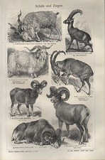 Lithograph 1908: Sheep and
