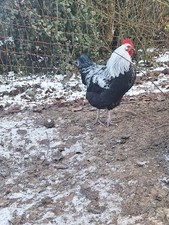 Keine Bruteier von meinen