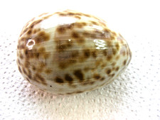 Tiger Kauri Muscheln  Cypraea