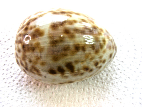 Tiger kauri muscheln cypraea - tiger,