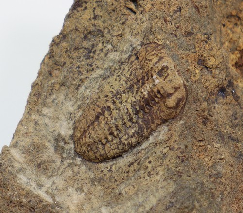 Trilobit acastoides - trilobit,,