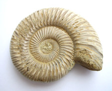 Divisosphinctes besairiei 7,9 cm großer Ammonit aus dem Oberjura von Madagaskar