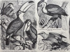 Original Graphic Fauna: Birds