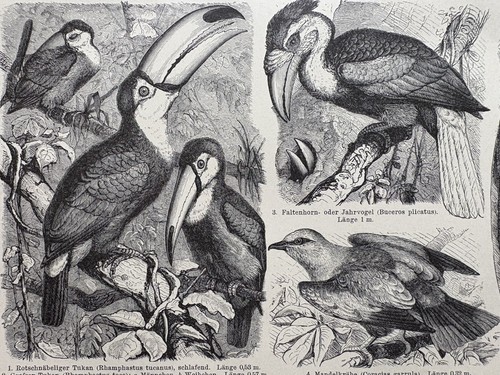 Originalgrafik fauna vögel - originalgrafik, fauna: