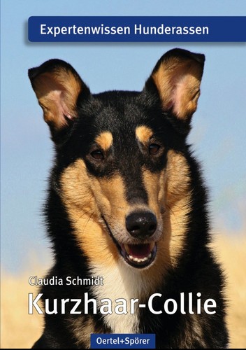Kurzhaar collie - kurzhaar-collie,
