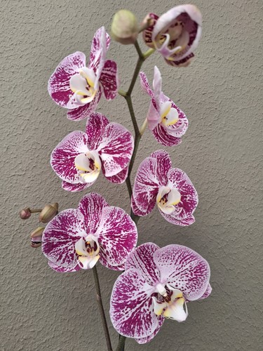 Phalaenopsis compilation - phalaenopsis,
