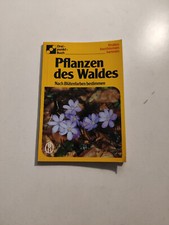 Pflanzen des Waldes - Nach