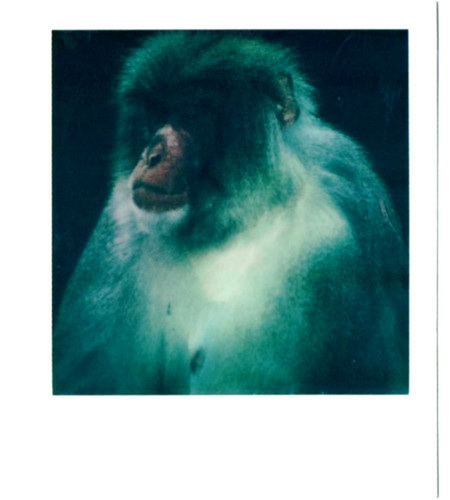 Araki nobuyoshi affe - -,